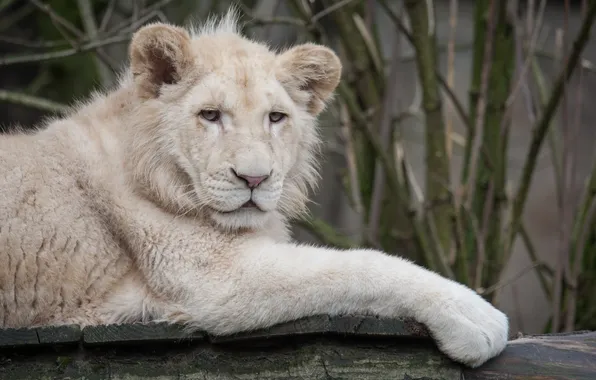 Картинка кошка, бревно, львёнок, белый лев