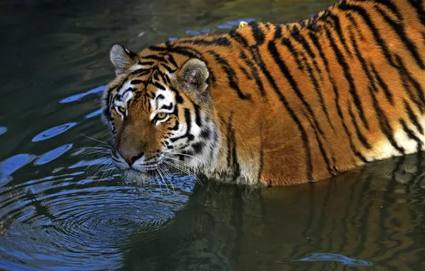 Картинка кошка, взгляд, вода, тигр, купание, водоём, амурский
