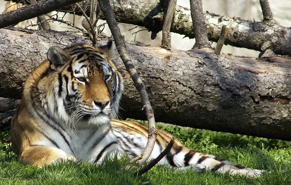 Картинка природа, тигр, зоопарк