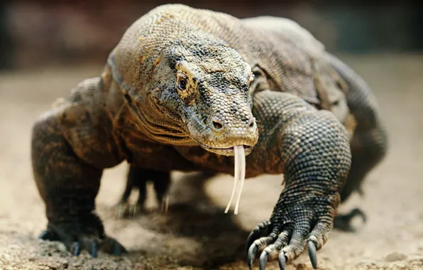 Картинка animal, komodo dragon, Largest Lizard, wldlife.