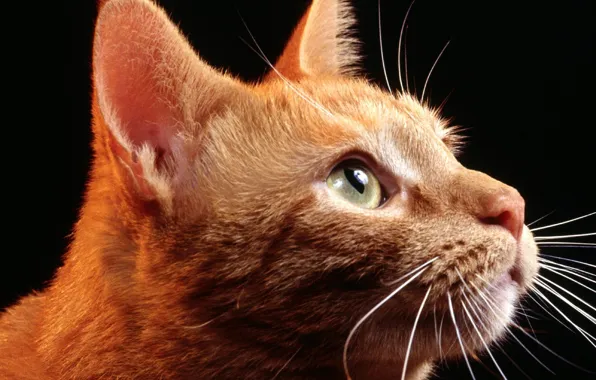 Картинка кот, взгляд, морда, рыжий