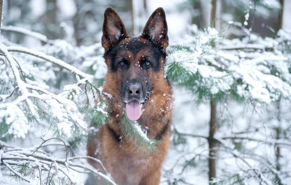 Картинка зима, язык, взгляд, морда, снег, ветки, собака, Немецкая овчарка