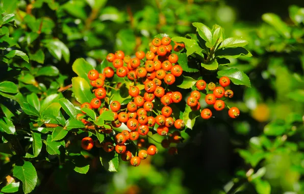 Fruit, orange, twig