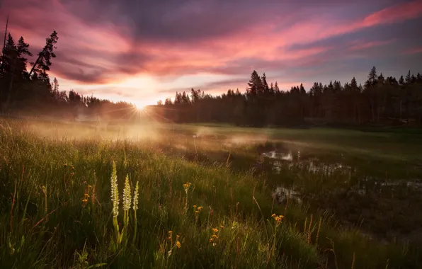 Картинка лес, трава, вода, солнце, свет, роса, утро