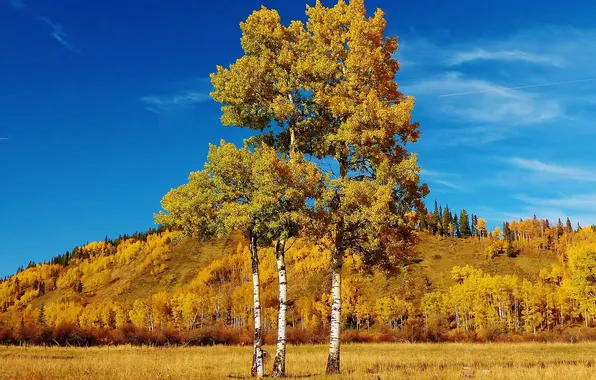 Картинка осень, трава, листья, деревья, пейзаж, холмы, Канада, Альберта