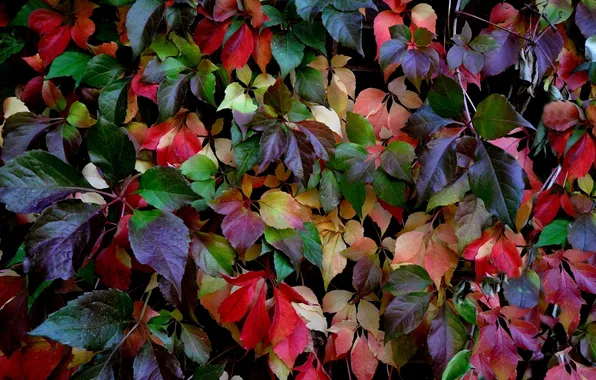 Картинка осень, листья, разноцветные