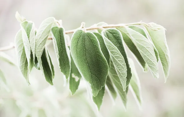 Листья, ветки, природа