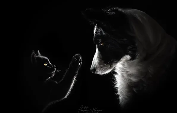 Кошка, собака, отношения
