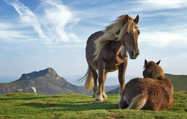 Картинка небо, трава, горы, лошадь