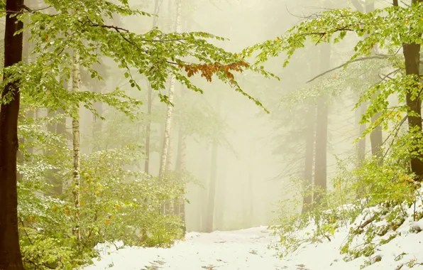 Картинка зелень, листья, снег, деревья, ветки, природа, туман, ветви
