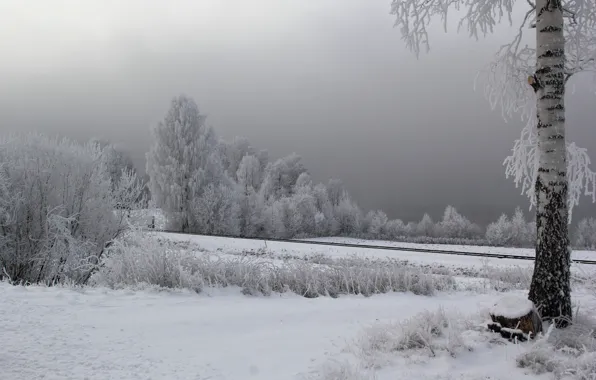 Зима, природа, дерево