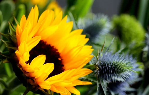 Картинка цветок, подсолнух, flower, sunflower