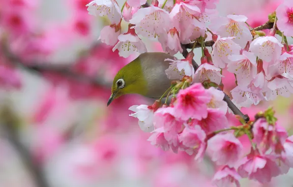 Картинка вишня, птица, ветка, весна, сакура, цветение, цветки, Японская белоглазка