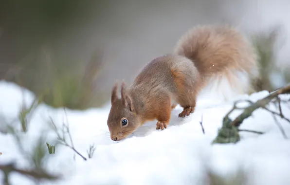 Картинка зима, снег, поза, белка, сугробы