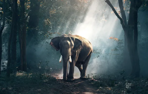Картинка слон, forest, road, tree, asia, wildlife, elefant, tusks