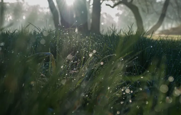 Трава, солнце, природа, grass, sunshine, nature