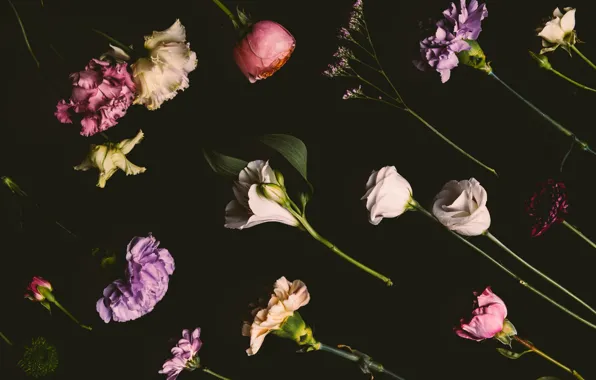 Цветы, розы, colorful, черный фон, black, flowers, background, roses