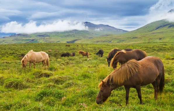 Картинка горы, луг, Исландия, исландские лошади