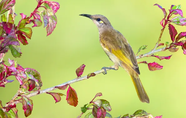 Листья, ветки, птица, клюв, Австралия, коричневый медонос