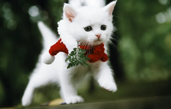Кошка, белый, взгляд, листья, природа, поза, котенок, малыш