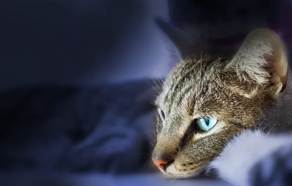 Картинка кошка, кот, взгляд, морда, синий, серый, фон, портрет