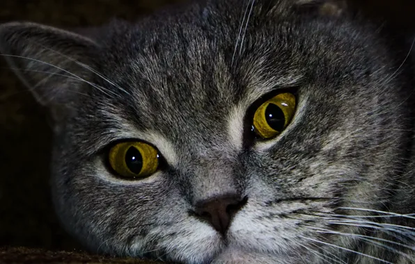 Кошка, глаза, кот, фон, обои, портрет, британская, серый кот