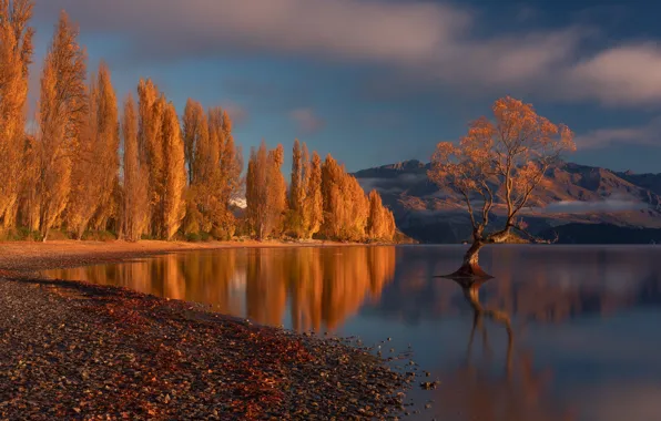 Картинка осень, деревья, горы, озеро, дерево, Новая Зеландия, New Zealand, Lake Wanaka