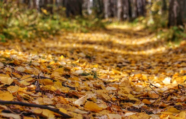 Листья, Осень, дорожка