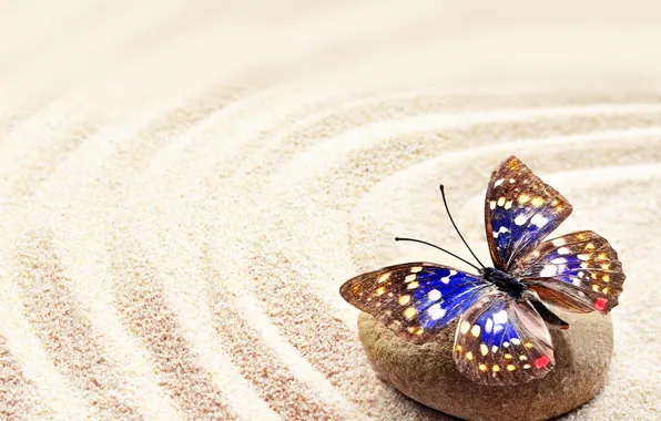 Картинка песок, камни, бабочка, stone, butterfly, sand