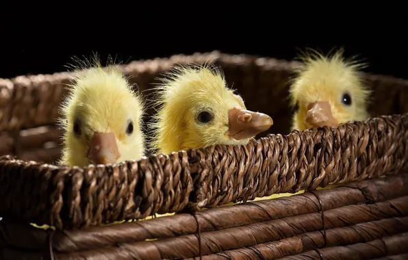 Three, Ducks, Small, Trash