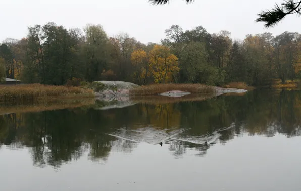 Картинка деревья, озеро, утки, Осень, trees, autumn, lake, duck