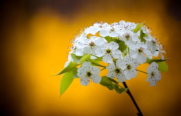 Деревья, цветы, ветки, природа, лепестки