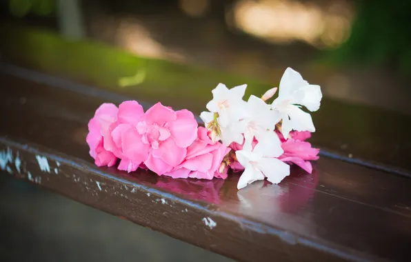 Любовь, цветы, скамейка, розовый, романтика