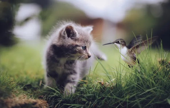 Кошка, природа, птица
