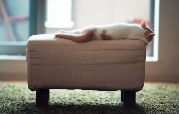 Картинка котенок, отдых, пуфик, © Ben Torode, Hannah
