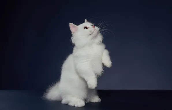 Кошка, белый, взгляд, поза, котенок, лапки, милый, серый фон