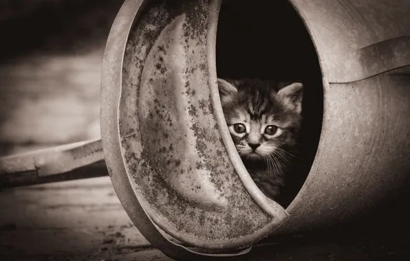 Кошка, взгляд, поза, котенок, серый, сепия, мордашка, монохром