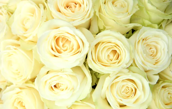 White, белые розы, flowers, roses