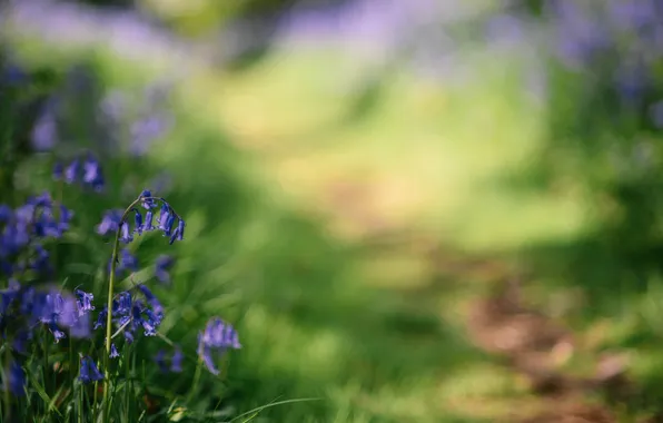 Цветы, Колокольчики, Bluebells