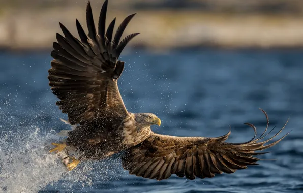 Картинка flying, bird, eagle, animal