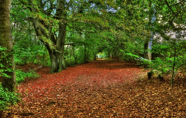 Картинка дорога, осень, лес, листья, деревья, парк, аллея