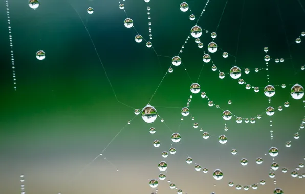 Картинка Макро, Капли, Паутина, Macro, Drops