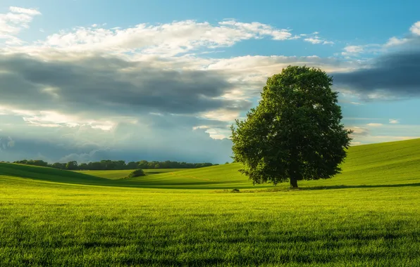 Картинка поле, трава, тучи, природа, дерево