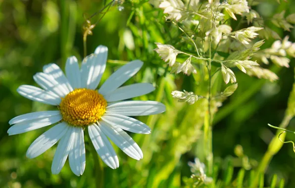 White, flower, blooming