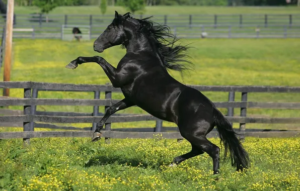 Картинка трава, конь, лошадь, забор