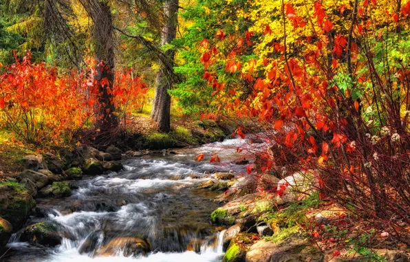 Осень, лес, река, ручей
