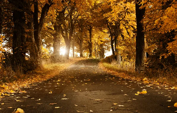 Картинка дорога, осень, листья, деревья, Швеция
