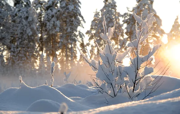 Картинка зима, солнце, снег, деревья, природа, куст
