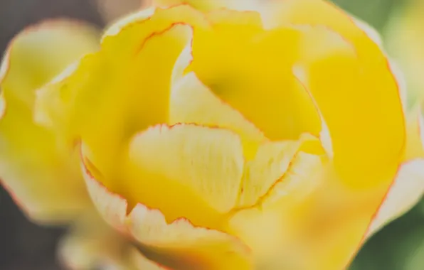 Цветок, желтый, природа, тюльпан, flower, nature, yellow, tulip