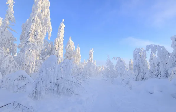 Зима, лес, небо, свет, снег, ветки, синева, в снегу